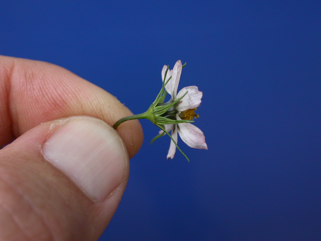 Asteraceae Cosmos parviflorus