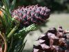 image of Pinus aristata