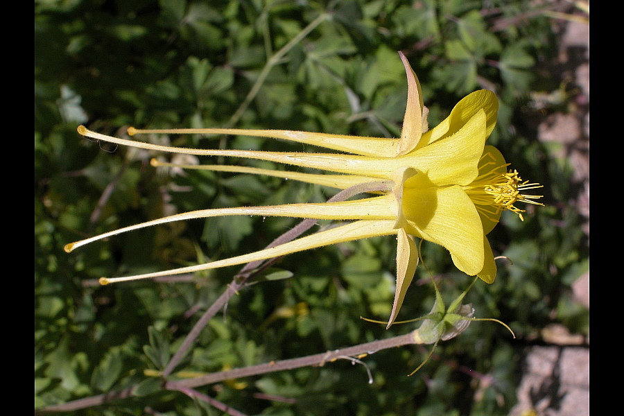 Ranunculaceae Aquilegia chrysantha