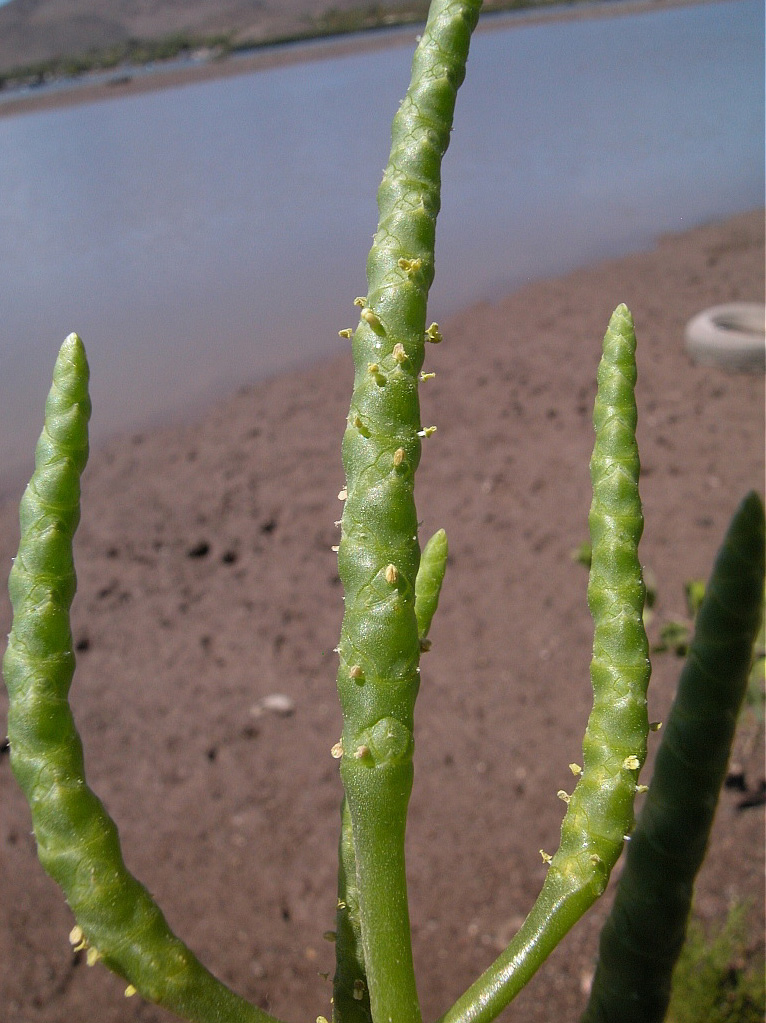 Amaranthaceae Salicornia europea