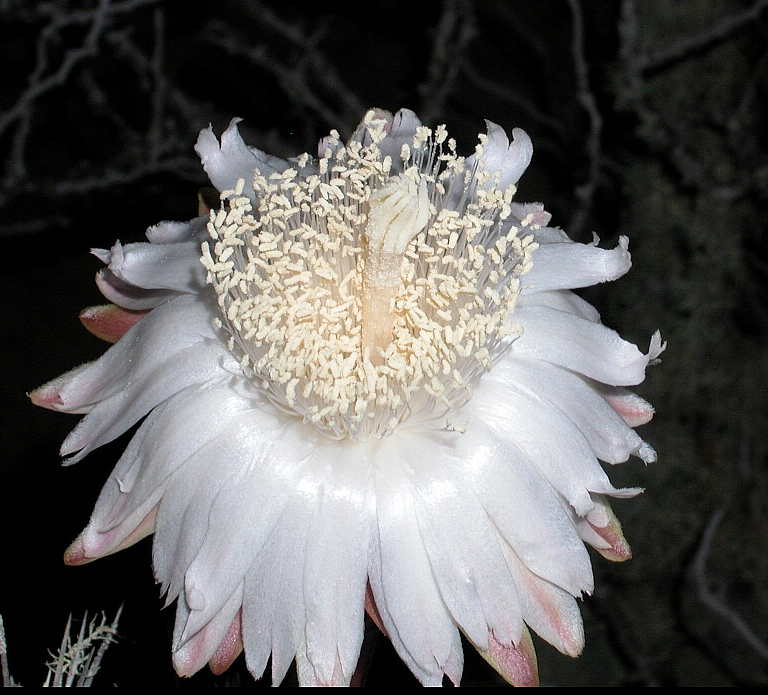 Cactaceae Machaerocereus 