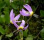 image of Dodecatheon 