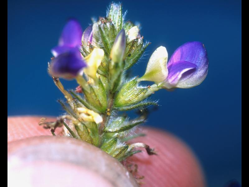 Fabaceae Dalea caeciliae