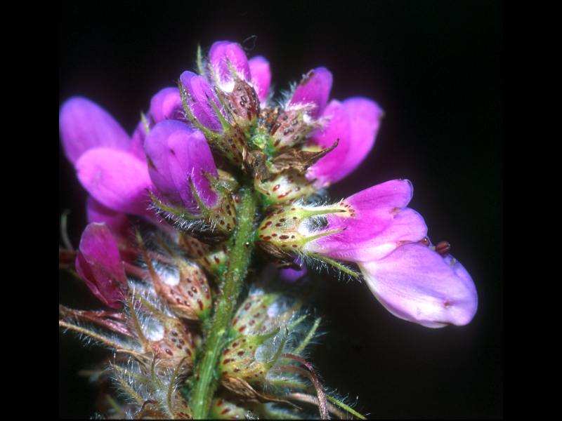 Fabaceae Dalea botterii