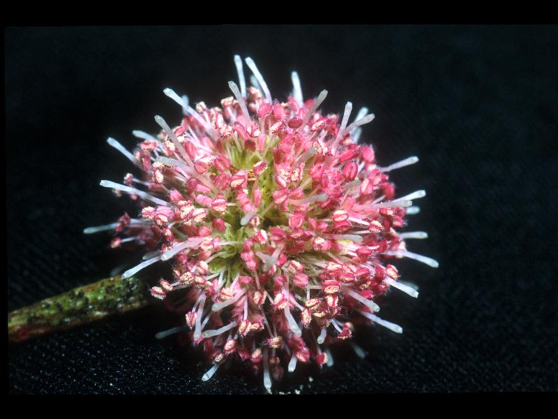 Fabaceae Leucaena pallida