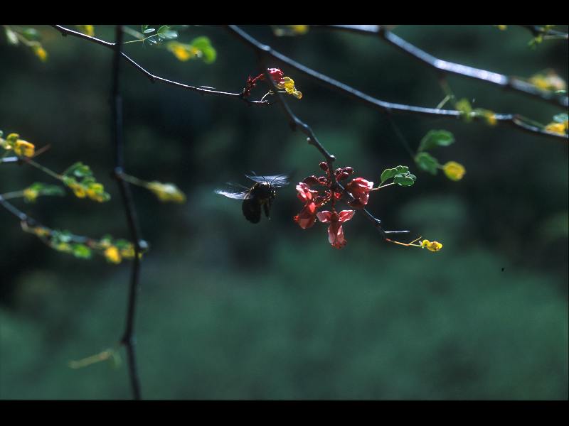 Fabaceae Caesalpinia melanadenia