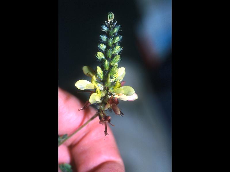 Fabaceae Dalea carthagenensis