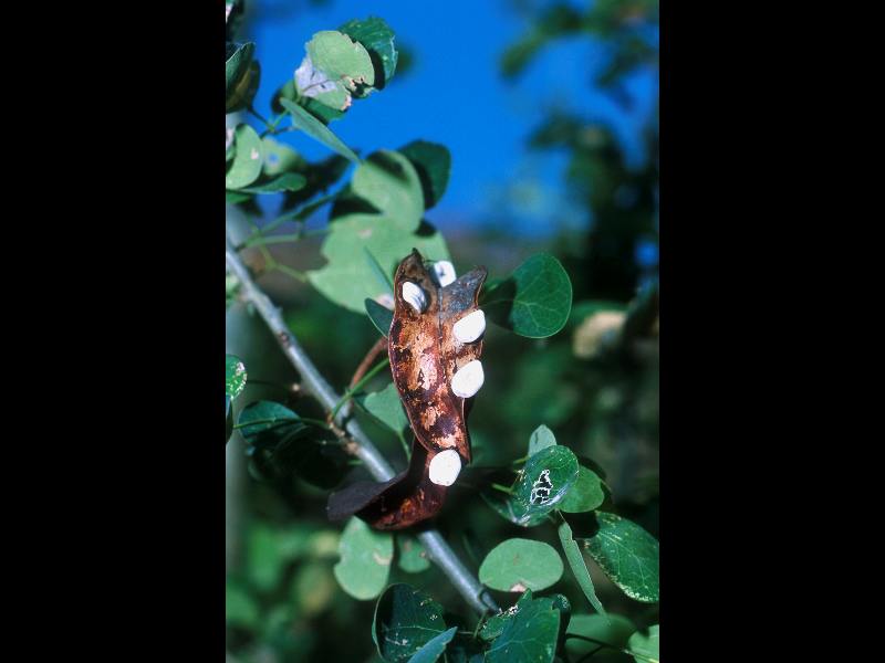 Fabaceae Microlobius foetidus