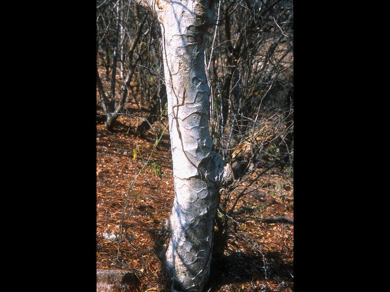 Fabaceae Leucaena matudae