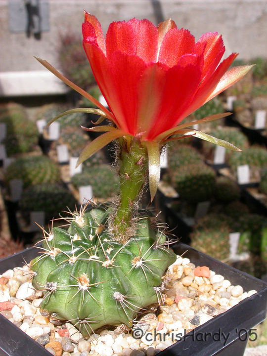 Cactaceae Lobivia acanthoplegma