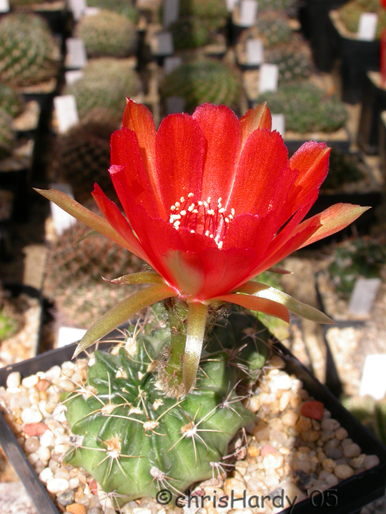 Cactaceae Lobivia acanthoplegma