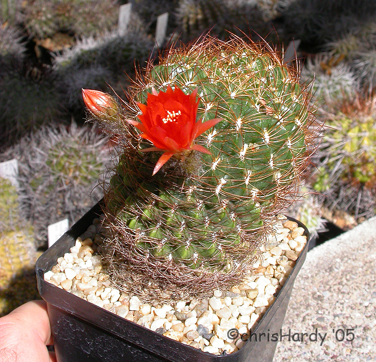 Cactaceae Lobivia quiabayensis