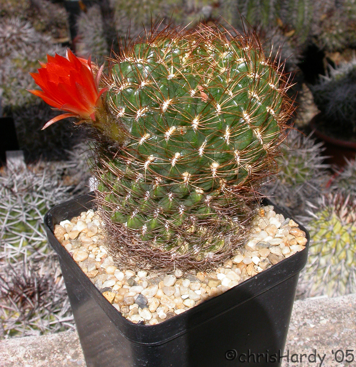 Cactaceae Lobivia quiabayensis