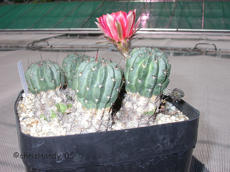 Cactaceae Lobivia salitrensis