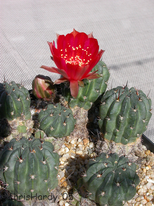 Cactaceae Lobivia salitrensis