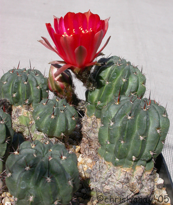 Cactaceae Lobivia salitrensis