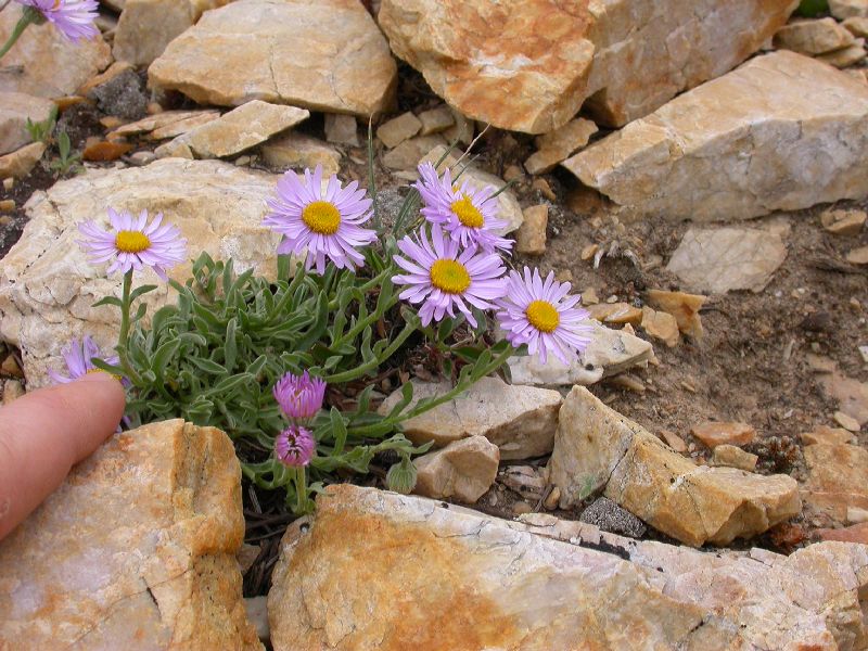 Asteraceae Townsendia parryi