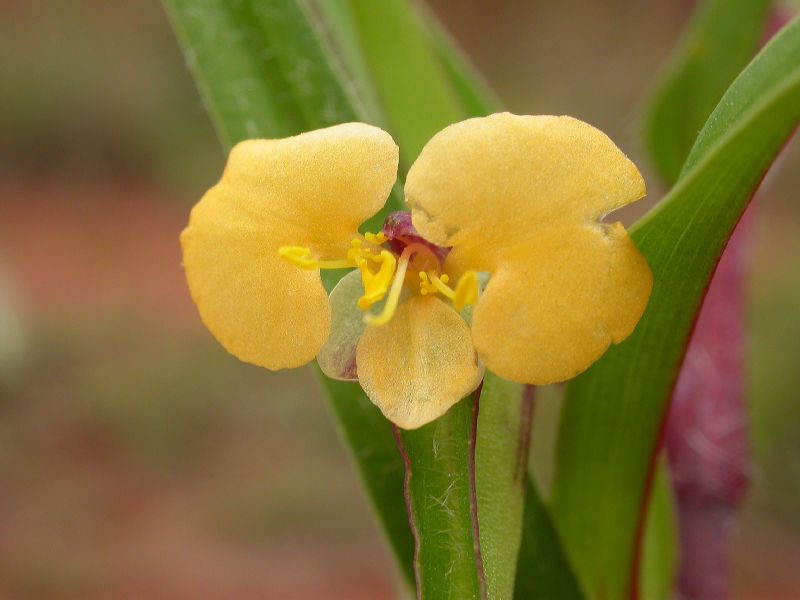 Commelinaceae Commelina africana