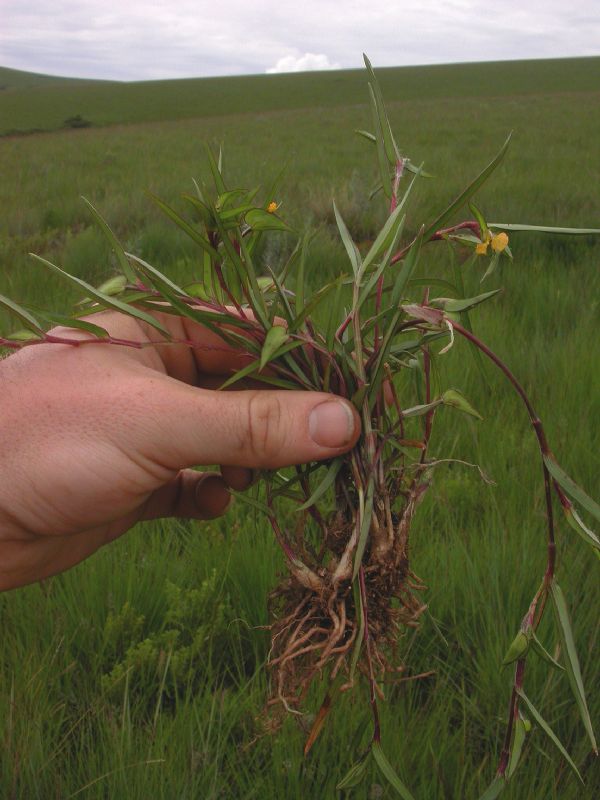 Commelinaceae Commelina africana