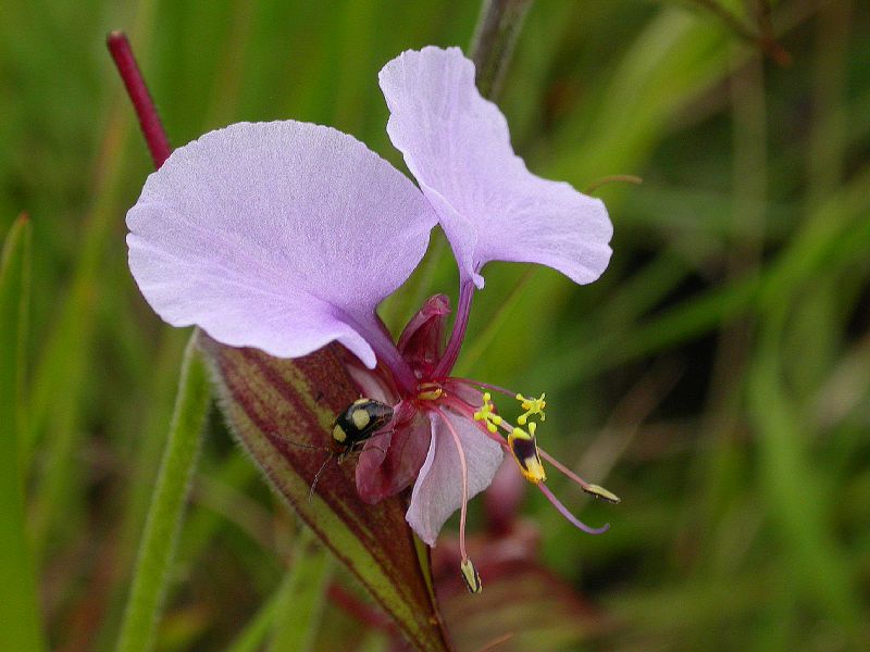 Commelinaceae Commelina kituloensis