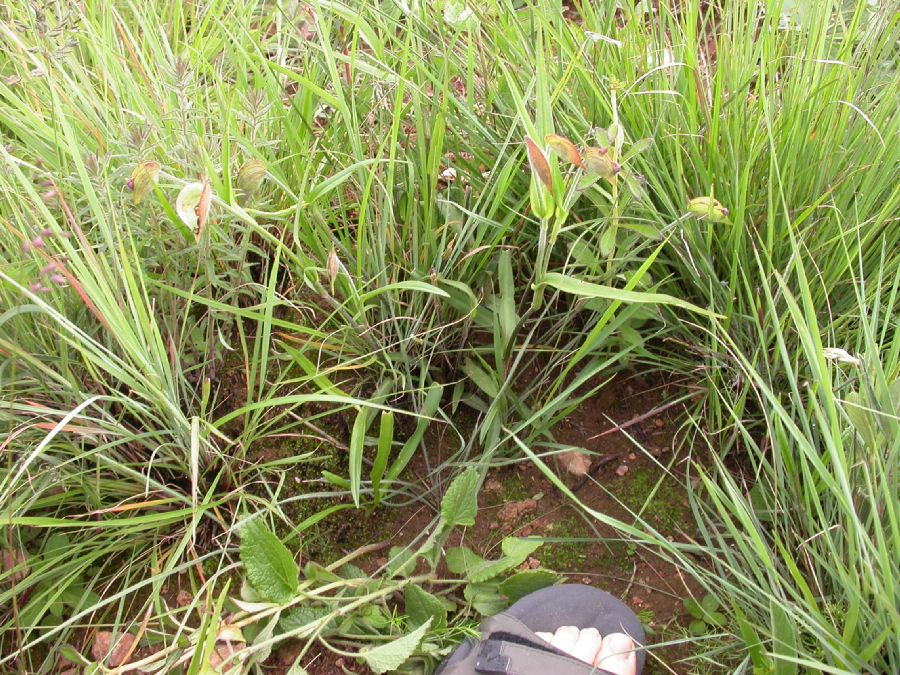 Commelinaceae Commelina kituloensis