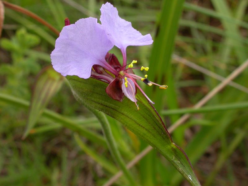 Commelinaceae Commelina kituloensis