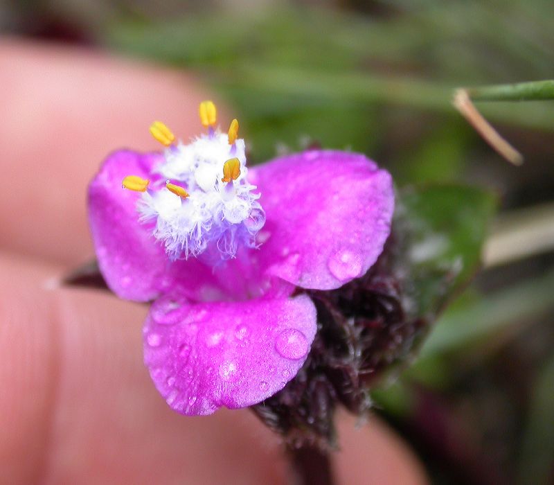 Commelinaceae Cyanotis lapidosa