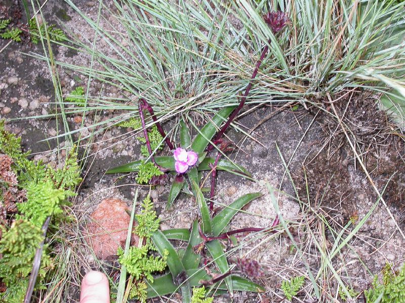 Commelinaceae Cyanotis lapidosa