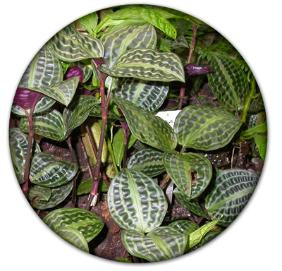 Commelinaceae Geogenanthus poeppigii