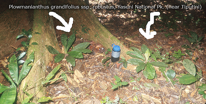 Commelinaceae Plowmanianthus grandifolius