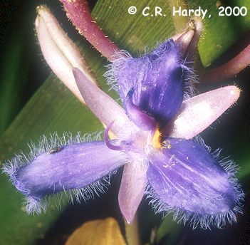 Commelinaceae Cochliostema odoratissimum