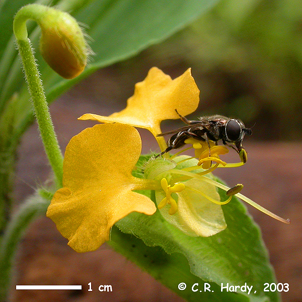 Commelinaceae Commelina africana