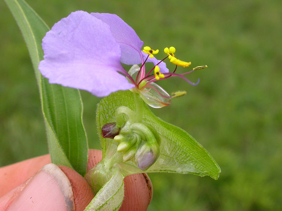 Commelinaceae Commelina neurophylla