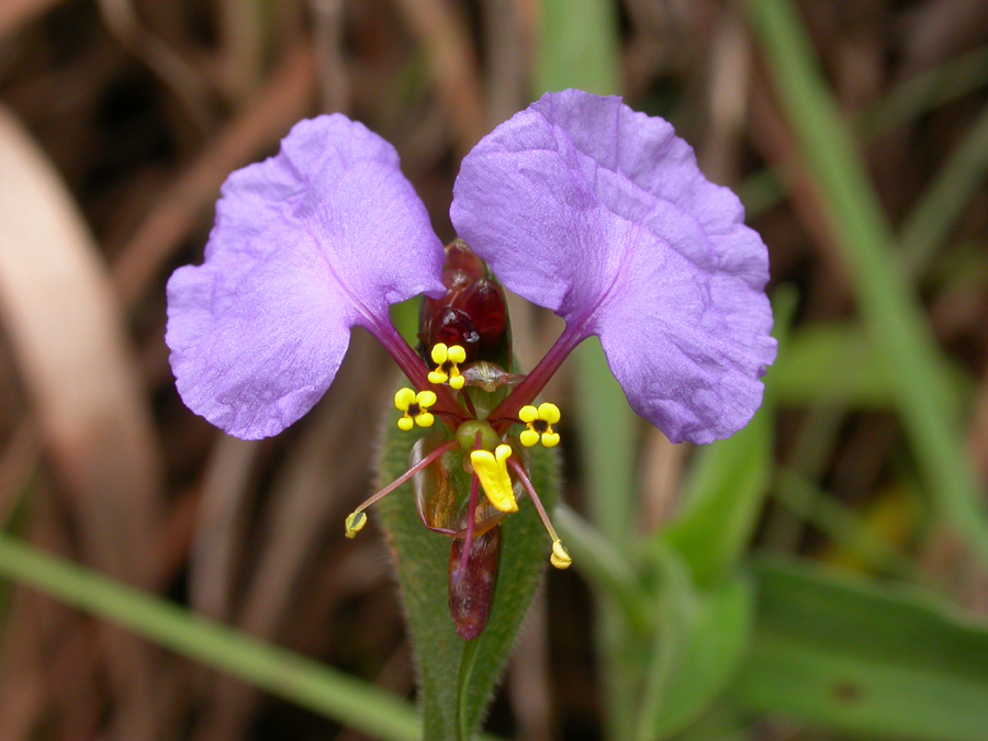 Commelinaceae Commelina neurophylla
