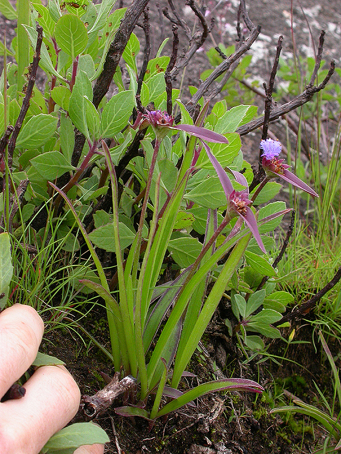Commelinaceae Cyanotis 