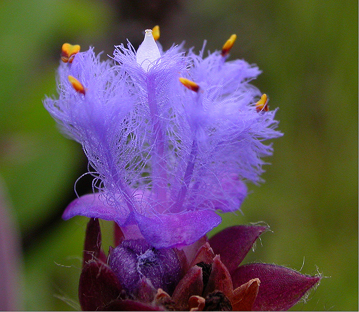 Commelinaceae Cyanotis 