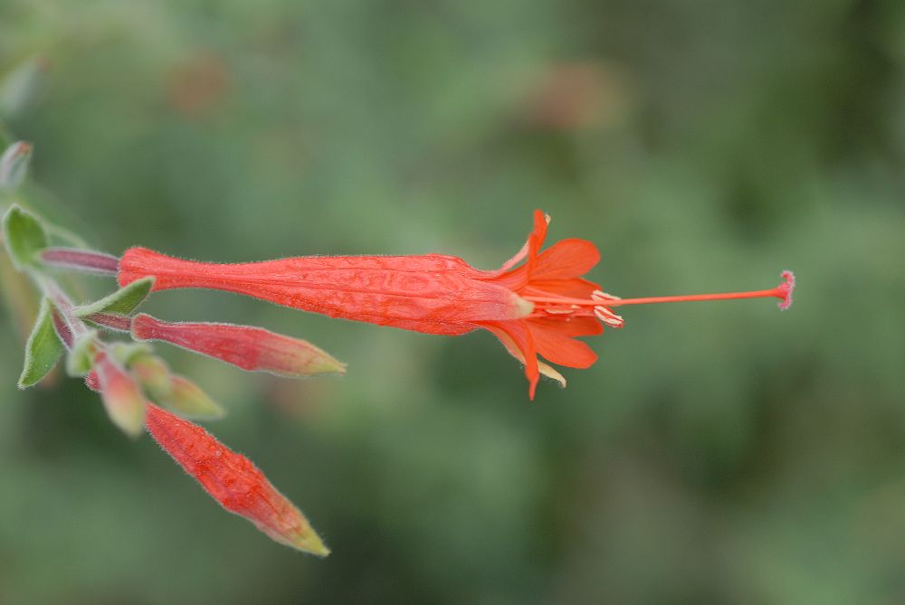 Onagraceae Epilobium canum