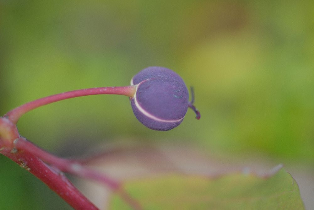 Euphorbiaceae Homalanthus populnifolius