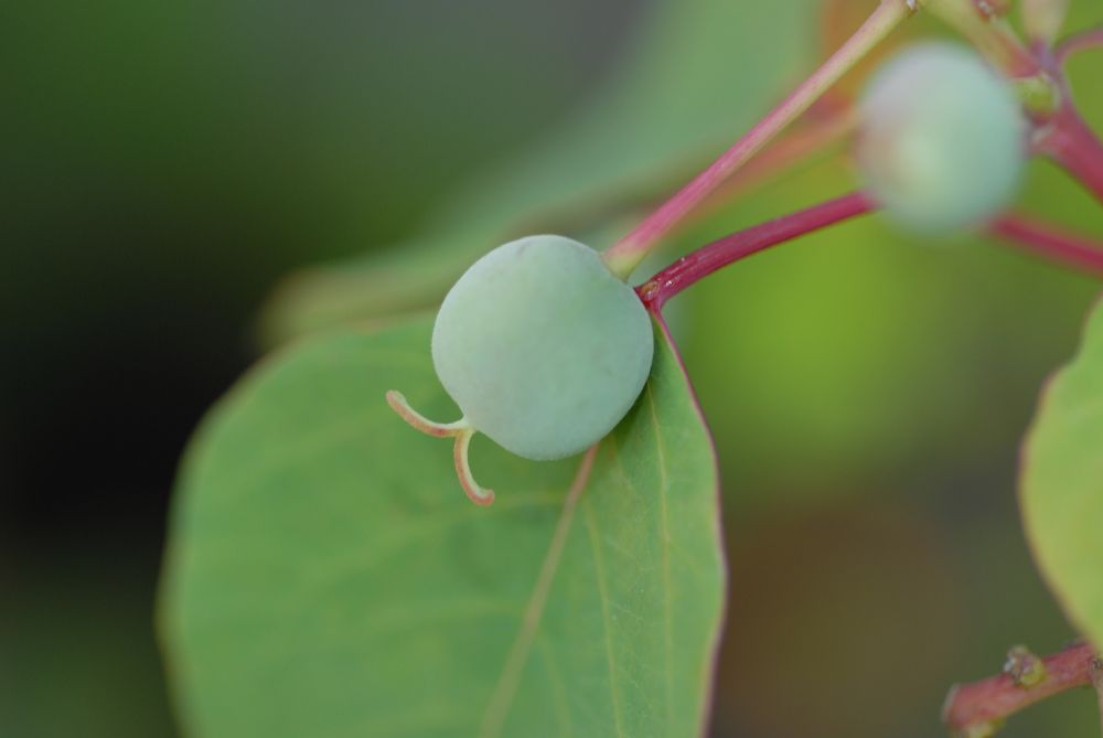 Euphorbiaceae Homalanthus populnifolius