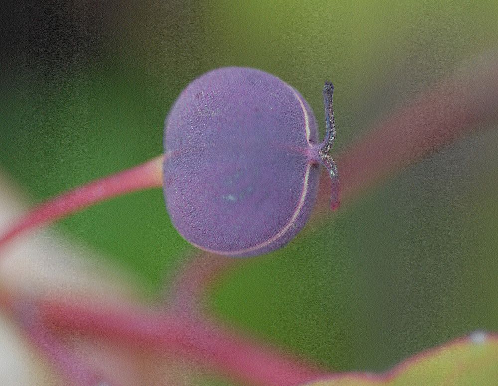 Euphorbiaceae Homalanthus populnifolius