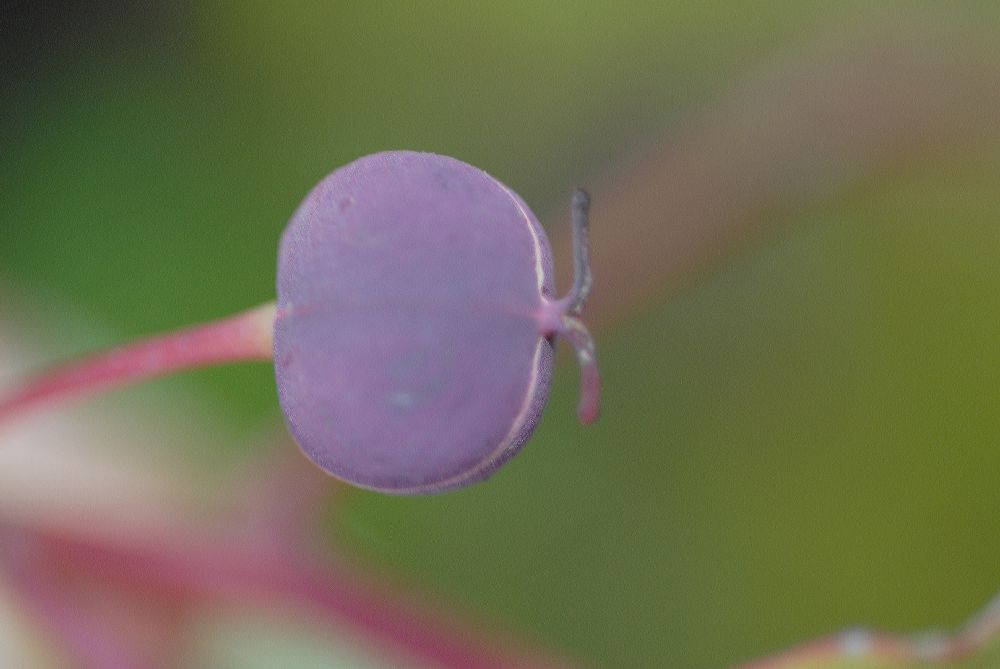 Euphorbiaceae Homalanthus populnifolius