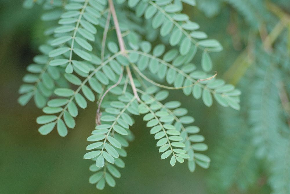 Fabaceae Indigofera heterantha