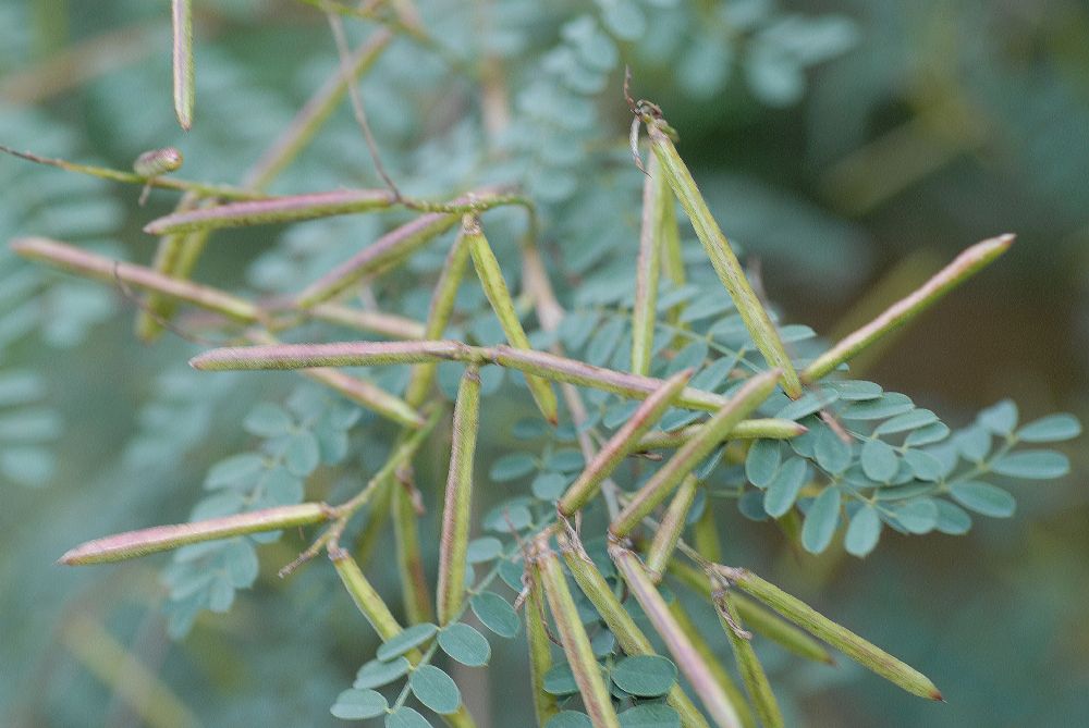 Fabaceae Indigofera heterantha