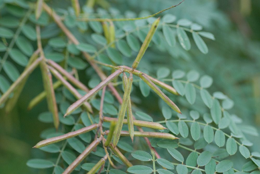 Fabaceae Indigofera heterantha