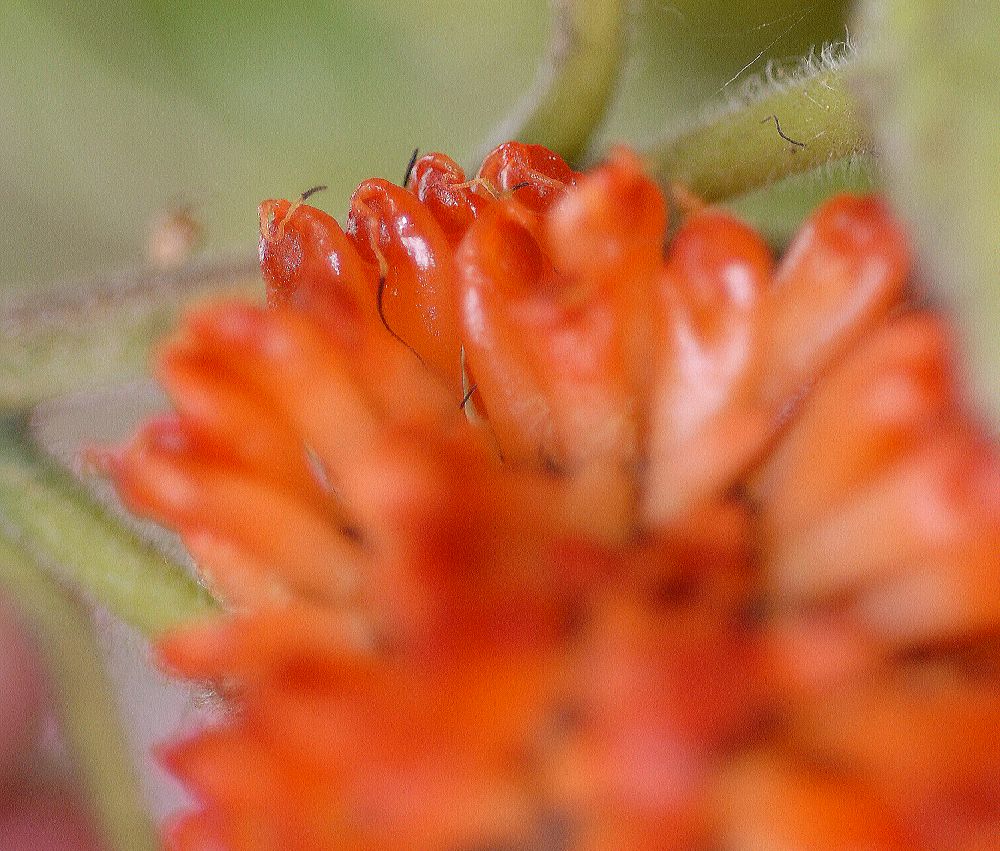 Moraceae Broussonetia papyrifera