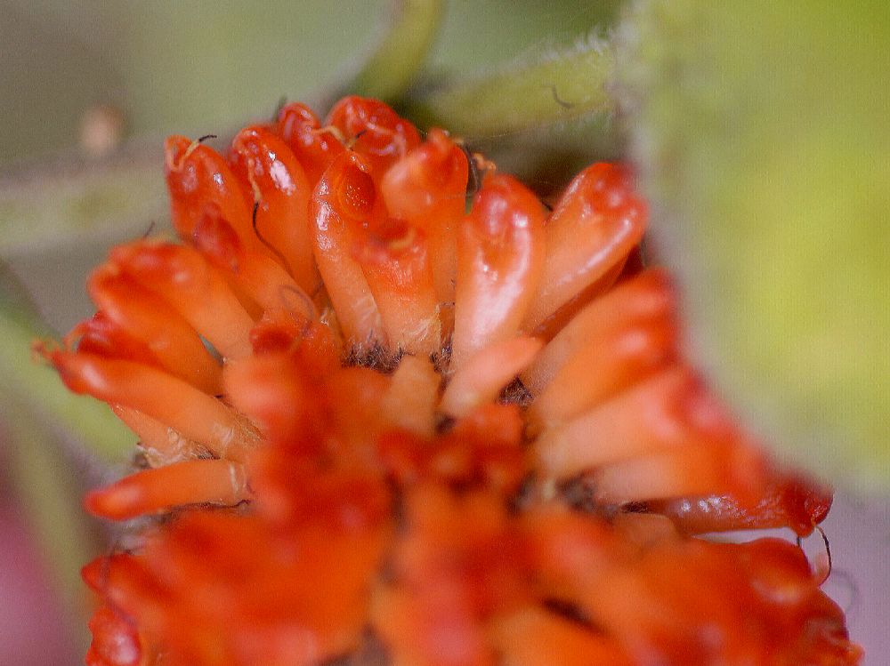 Moraceae Broussonetia papyrifera