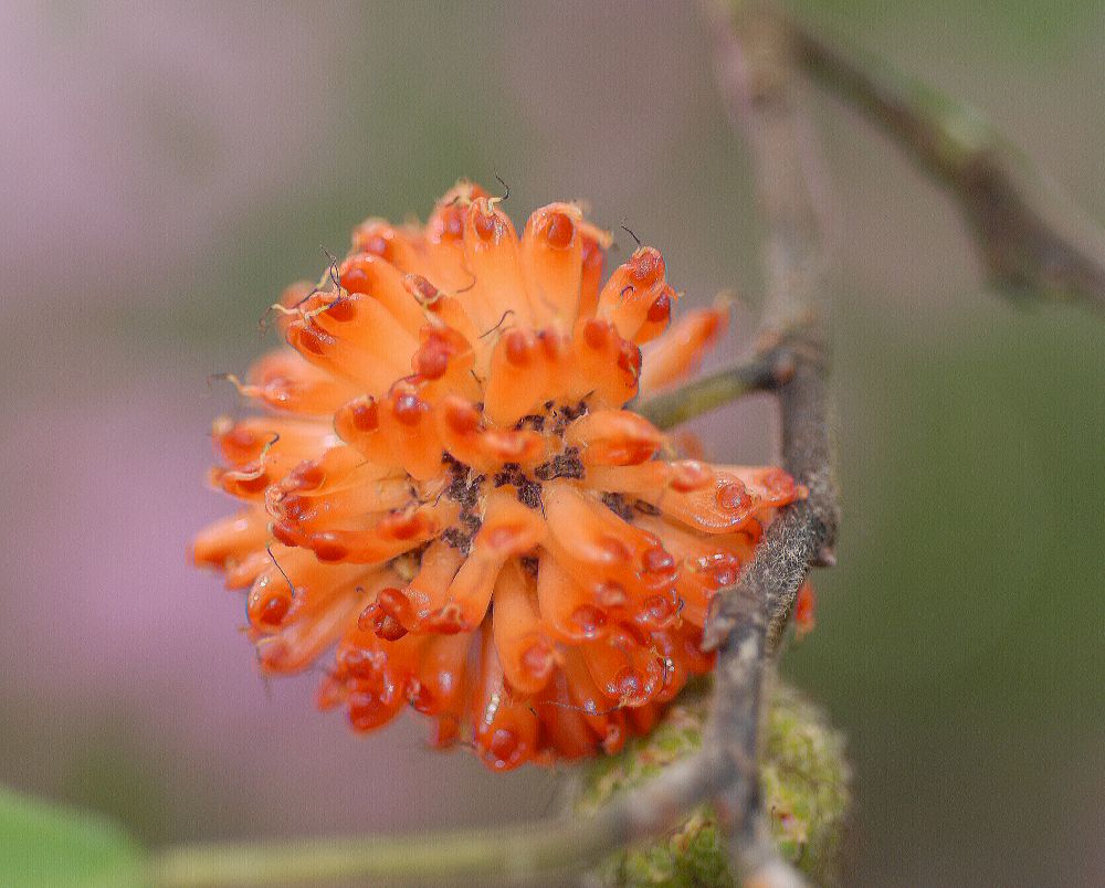 Moraceae Broussonetia papyrifera