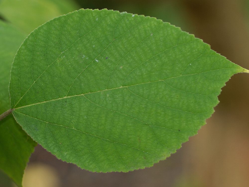 Moraceae Broussonetia papyrifera