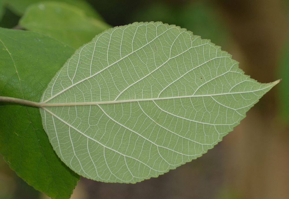 Moraceae Broussonetia papyrifera