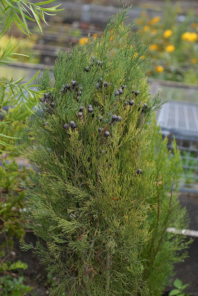 Cupressaceae Callitris drummondii